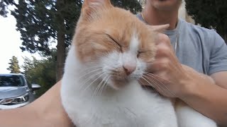 I think I met the friendliest cat ever [upl. by Gudrin]