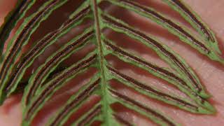 deer fern  Blechnum spicant Identification and characteristics [upl. by Carmelia]