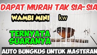 MENGENAL BURUNG TEPUS LURIK MINI SERING DISEBUT JUGA WAMBI MINI KW  BURUNG TEPUS LURIK GACOR [upl. by Esinrahs]