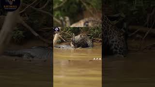 Jungle Assassin Jaguar Relentlessly Attacks Ferocious Crocodile AnimalAttack viralvideo shorts [upl. by Leidag]