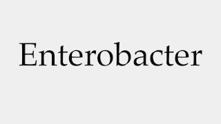 How to Pronounce Enterobacter [upl. by Tymes68]