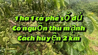 📕1ha1 cà phê có nguồn thu mạnh cách huyện karông nô 2 km 1 tỷ 600 triệu nguyên lô Lh 0346484859 [upl. by Nyladam388]