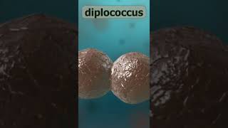 Bacteria  Cocci  Diplococci animation dontforgettolikeandsubscribe bacteria [upl. by Eidurt374]