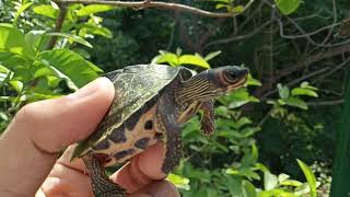 pangshura tecta care how to care indian roof turtle detailed information video [upl. by Kelby]