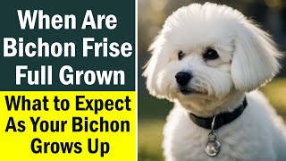 When Are Bichon Frise Full Grown What to Expect As Your Bichon Grows Up [upl. by Sakmar]