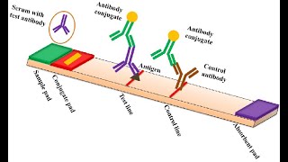 Demystifying Lateral Flow Assay Diagnostic Kit [upl. by Mathis]