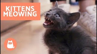 Kittens Meowing  A Cats Meowing Compilation  NEW HD [upl. by Eleik]