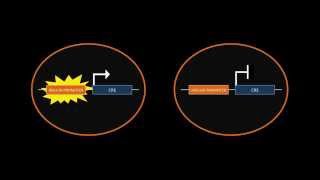 CreLoxP Recombination [upl. by Manno]