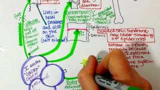 Staphylococcus aureus and MRSA characteristics [upl. by Arman]