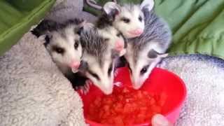 Possums eating watermelon [upl. by Irina]