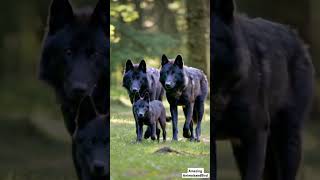 Adorable Florida Black Wolves Parents and Baby Wolves Strolling Through the Forest [upl. by Ataner945]