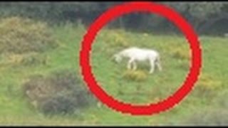 Unicorn sighting in England Amazing [upl. by Norward]