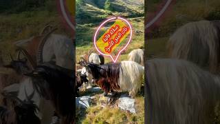 معلومات عن سلالة ماعز فاليه valais 🐐Valais Blackneck goat shorts [upl. by Luahs]