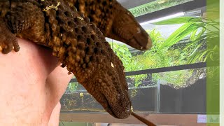 Finally a Borneo earless monitor update [upl. by Yehc329]