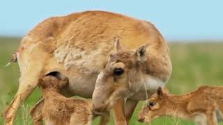 saiga antelope babyviralshort [upl. by Sato39]