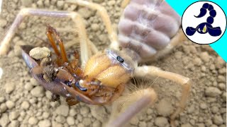 Giant camel spider feeding video Galeodes sp [upl. by Rubio]