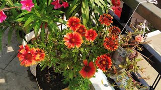 How to grow Gaillardia plant  Care tips and tricks in Hindi  Tutorial [upl. by Nnylarat]