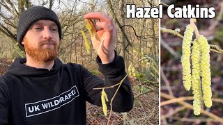 Hazel Catkins A Winter Wild Food [upl. by Gigi]