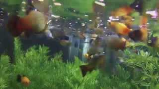 250 gallons gopro live aquarium plants with Platy underwater [upl. by Farlay198]