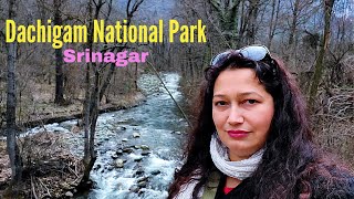 SRINAGAR  Dachigam National Park l Wildlife Biodiversity l Hangul Kashmir Stag l Short visit S3 [upl. by Wailoo208]