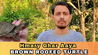 Hmary Ghar Aaya Brown Roofed Turtle [upl. by Kristan806]