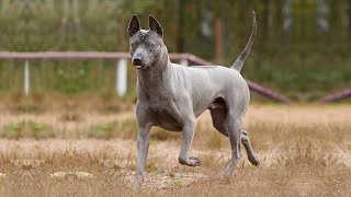 Ultimate Guide To The ‘Pawsome’ Thai Ridgeback [upl. by Kerwin897]