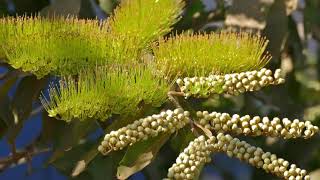 Unique Combretum Fruticosum Flowers [upl. by Ojeibbob]