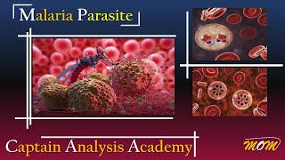 Malaria Parasite الشرح التفصيلى للملاريا وليه بيحصل وفاة للاصابة بيها [upl. by Farah4]