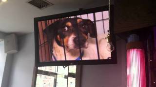 Fistpumping to the ASPCA Commercial at the Film Center Cafe [upl. by Ace587]