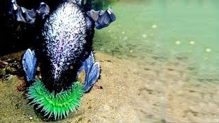 SEA ANEMONE EATS BIRD [upl. by Center98]