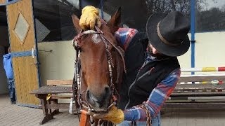 Équitation éthologique  Comment brider un cheval [upl. by Naujad]