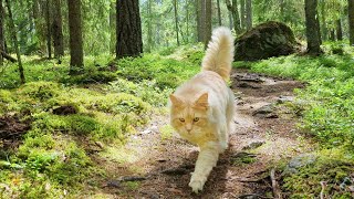 Beautiful Forest Walk with a Maine Coon Cat  Relaxing Summer Adventure [upl. by Dailey374]