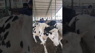 injection treatment cow dairy animalsbuffaloviral ytshorts [upl. by Levitan]