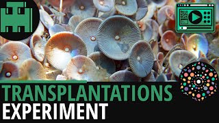 Zellkern Transplantationsexperiment│Biologie Lernvideo Learning Level Up [upl. by Ahsiral275]