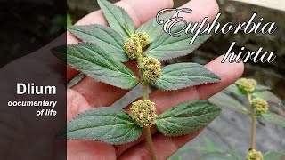 Asthma plant Euphorbia hirta  part 4 [upl. by Irtimd]