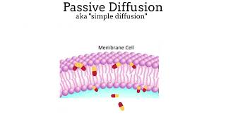 Absorption Passive Diffusion Passive Transport and Active Transport in Pharmacology [upl. by Renae]