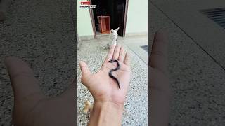 Fake Snake Prank on Cat 😱  prank [upl. by Cormack907]