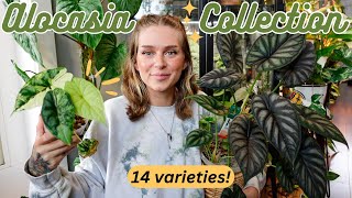 🌿 my Alocasia collection has GROWN 🌿 14 types rare  common [upl. by Easton]