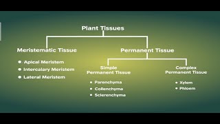 Plant Tissues  Part II Meristematic  Permanent Tissues  Class 9 Biology [upl. by Zawde]