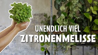 Entdecke das Geheimnis der Zitronenmelisse 🍋🔥 Unverzichtbar für jeden Kräutergarten [upl. by Ayek]