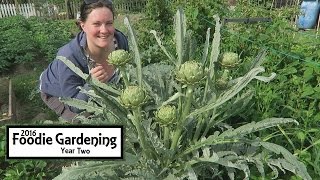 Artichoke Harvest With Me I Foodie Gardening Allotment Y2E22 [upl. by Eulalia791]