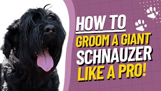 Giant Schnauzer Grooming Tutorial  How to Groom a Giant Schnauzer StepbyStep Guide [upl. by Aenert]