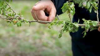 Control African boxthorn [upl. by Kennan]