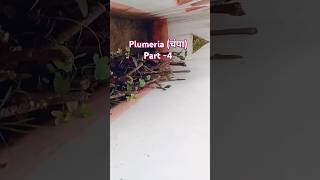 Plumeria चंपा plant propagation info trending garden shorts ytshorts [upl. by Holleran403]