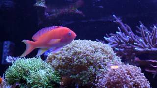 Five Things about Square Spot Anthias ft Miss Saltwater Tank [upl. by Papke]