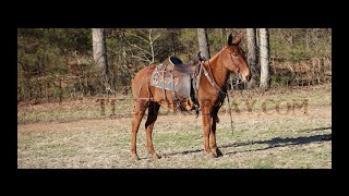 143HH Red Dun TrailPack and Hunting Mule For Sale [upl. by Hamehseer505]