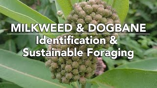 Milkweed amp Dogbane — Identification amp Sustainable Foraging with Adam Haritan [upl. by Ttessil]