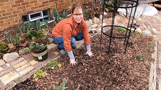 Gathering baby Hellebores amp Transplanting and dividing Daylilies 🌼🌸👍 Suburban Oasis March 2021 [upl. by Notyard]