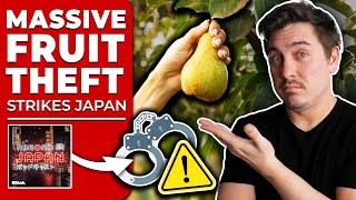 Japanese Police Arrest Man For Stealing 3000 Pears in 24 Hours  AbroadinJapan 106 [upl. by Nedlog]