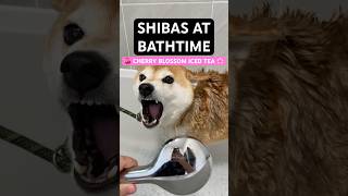 Cherry blossom iced tea 🌸 Shibas at bathtime 🧼 cutenessoverload [upl. by Etteniuq255]